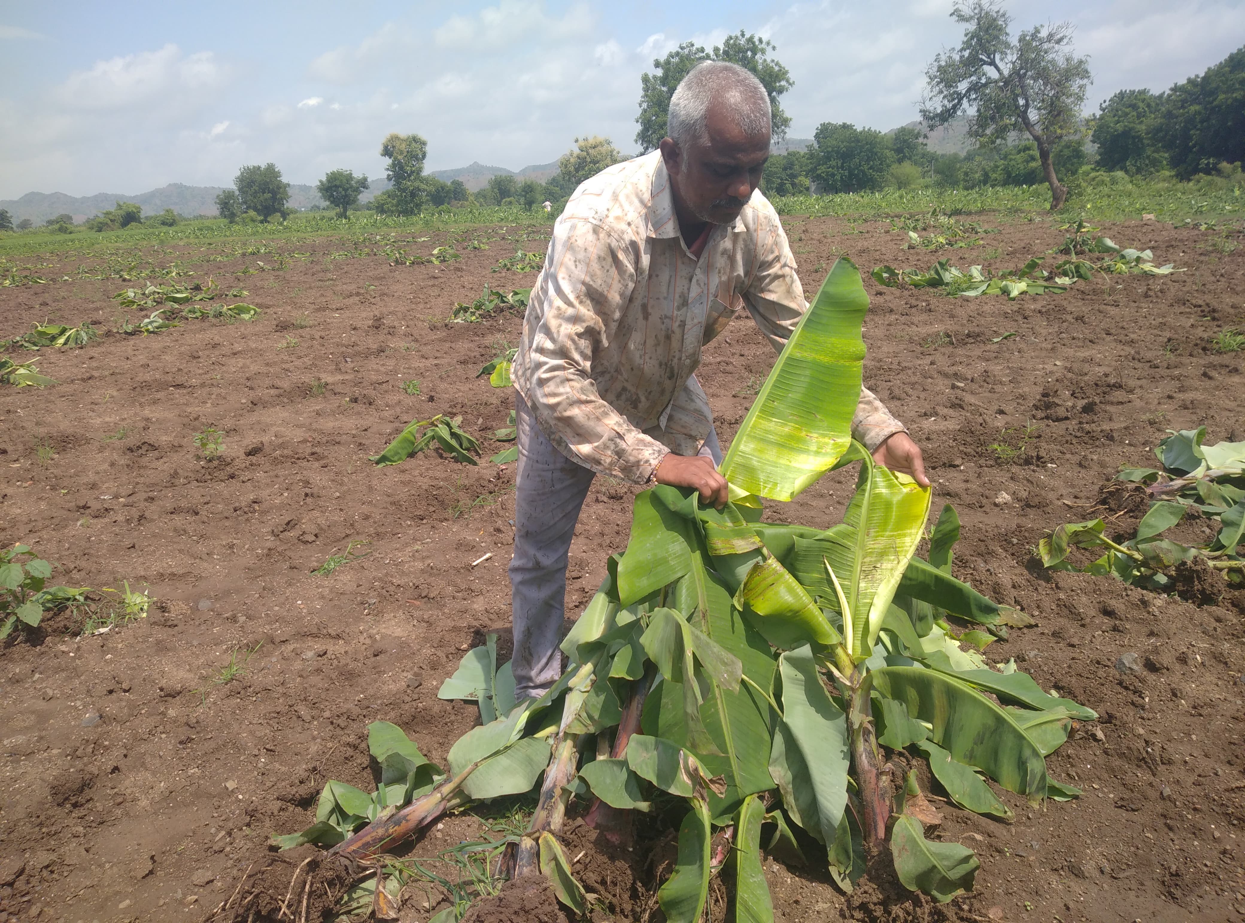 Virus attack on banana crop