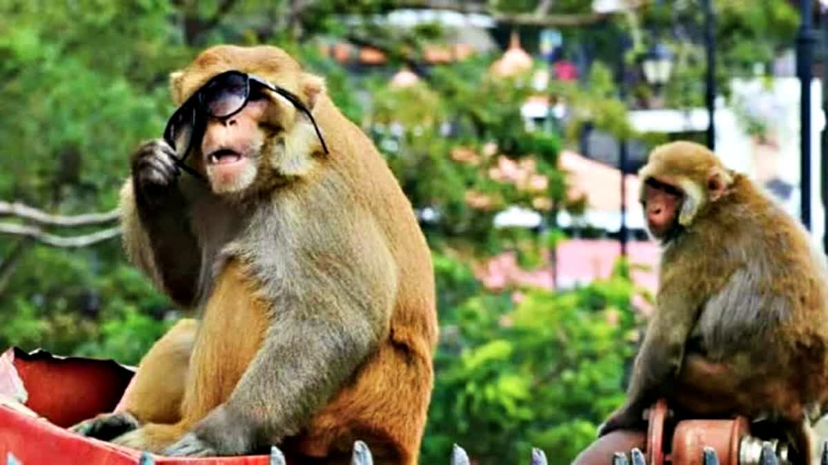 Himachal Monkey Counting