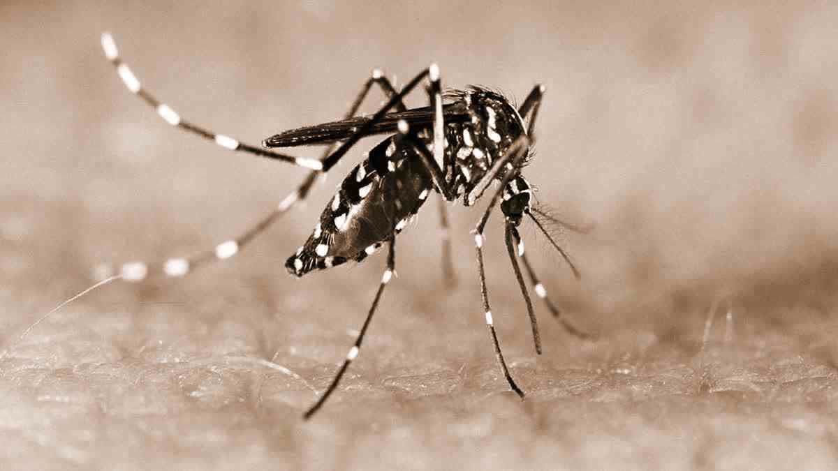 Appointment of special officers to monitor dengue outbreak