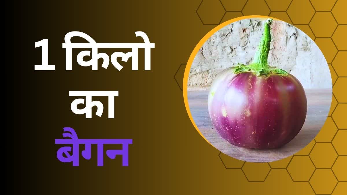 1 KG Weight Of Brinjal