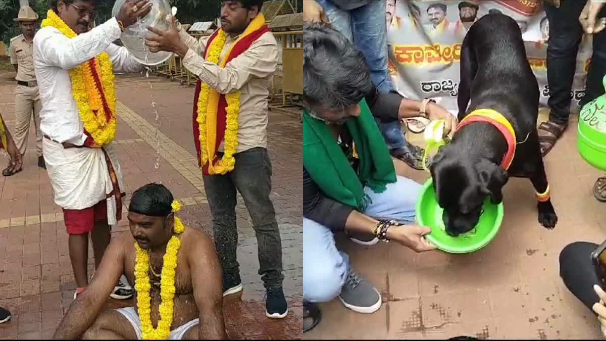 Cauvery protests: Dog participates in padayatra from Mandya to Bengaluru's Freedom Park, man bathes in mineral water