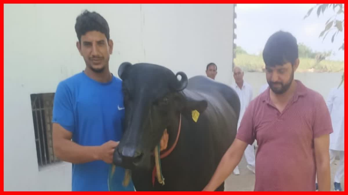 Haryana Buffalo Dharma Story