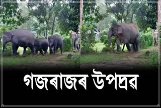 Rupjyoti Kurmi shared wild elephants Video