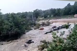 Cattles Washed Away In Flood Water  Kamareddy telangana Cattles in Flood Water  Cattles trapped in Flood Water  കന്നുകാലികൾ ഒഴുക്കിൽപ്പെട്ടു  നദി മുറിച്ചുകടക്കുന്നതിനിടെ ഒഴുക്കിൽപ്പെട്ടു  ഭീമേശ്വര നദിയിൽ ഒഴുക്കിൽപ്പെട്ടു  കന്നുകാലികൾ ഒലിച്ചുപോയി  നദിയിൽ കുടുങ്ങി മൃഗങ്ങൾ  കന്നുകാലികൾ നദിയിൽ കുടുങ്ങി  Cattles trapped in river