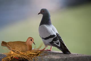 Etv BharatVastu for Pigeon