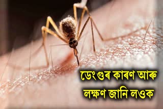 Learn about the causes, symptoms and prevention of dengue