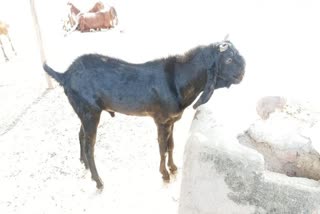 Court orders goat auction