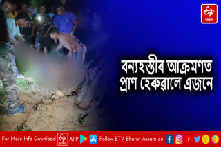 One killed in wild elephant attack in Nagaon