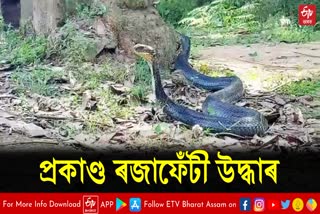 King Cobra Rescued at Kaliabor