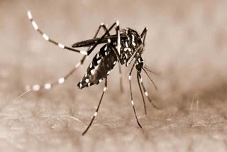 Appointment of special officers to monitor dengue outbreak