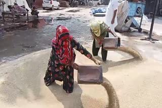 Kharif Crop Procurement in Haryana