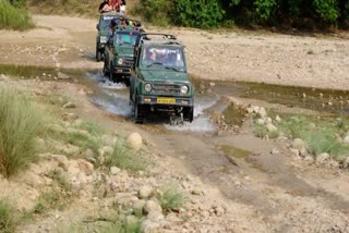 Gypsy in Corbett Park