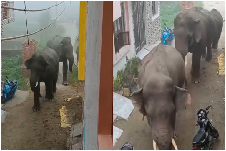Watch: हरिद्वार में मॉर्निंग वॉक पर निकली गजराजों की टोली, घरों के बाहर  हाथियों को देख डरे लोग, elephants-entered-jagjitpur-raja-garden-area-in- haridwar