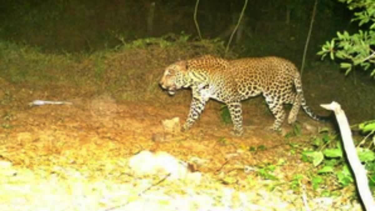 Leopard Spotted in Tirumala Temple