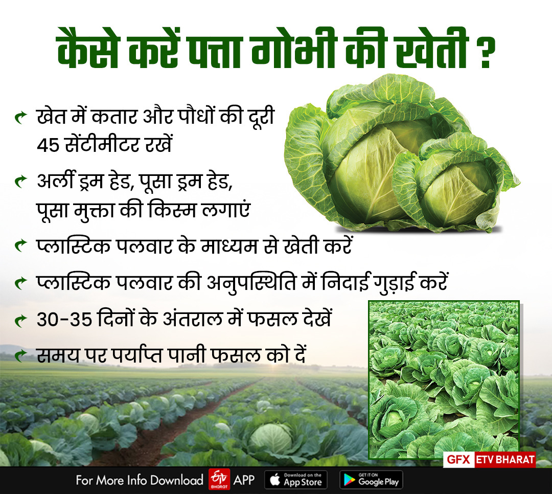 Profit from cabbage farming