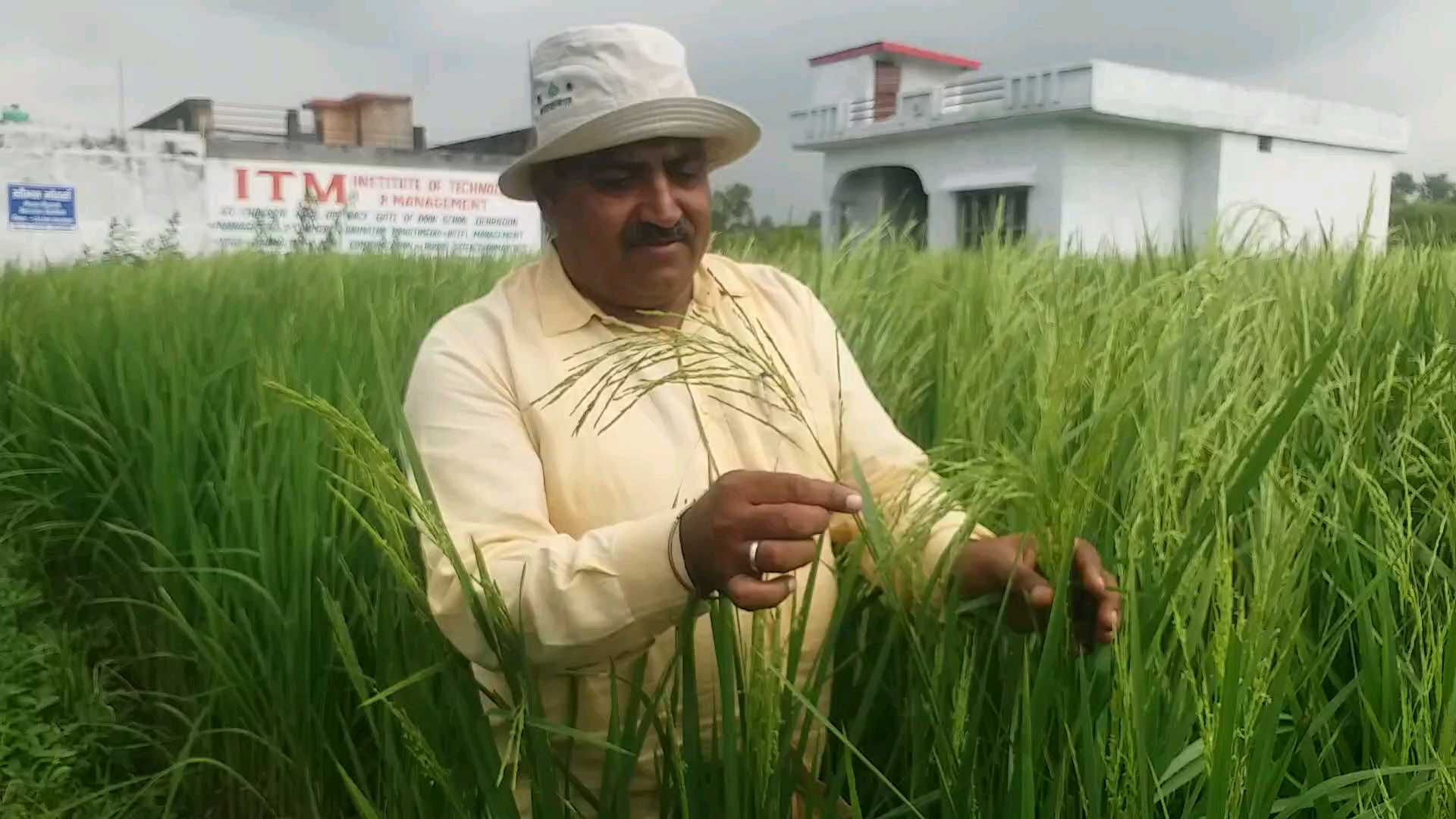 Farmer Cultivation Basmati Rice in Vikasnagar