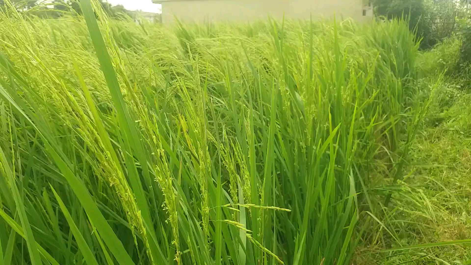 Farmer Cultivation Basmati Rice in Vikasnagar