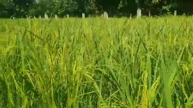 Farmer Cultivation Basmati Rice in Vikasnagar