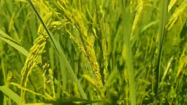 Farmer Cultivation Basmati Rice in Vikasnagar