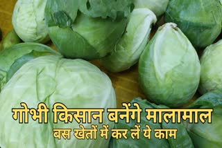 Profit from cabbage farming