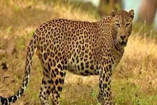 Leopard Wanders At Tirumala