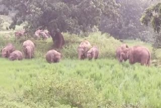 herd-of-22-wild-elephants-reached-ormanjhi-in-ranchi