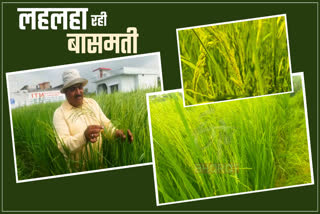 Farmer Cultivation Basmati Rice