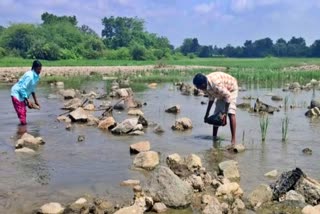 Farmer Worried Due To Loss Of Crops