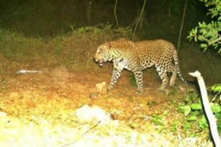 Leopard Spotted in Tirumala Temple