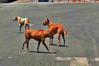 STREET DOGS