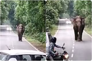 Elephant Ran After Vehicles in Nainital