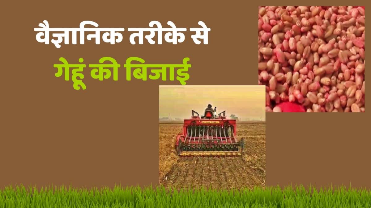 Scientific method of wheat sowing Farmers in Haryana