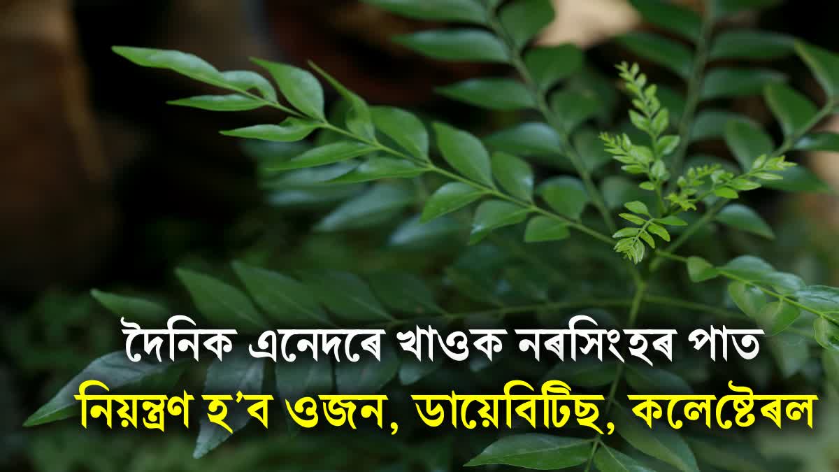 Curry Leaves Health Benefits: Manage Diabetes, Weight Loss, Boost Iron Levels