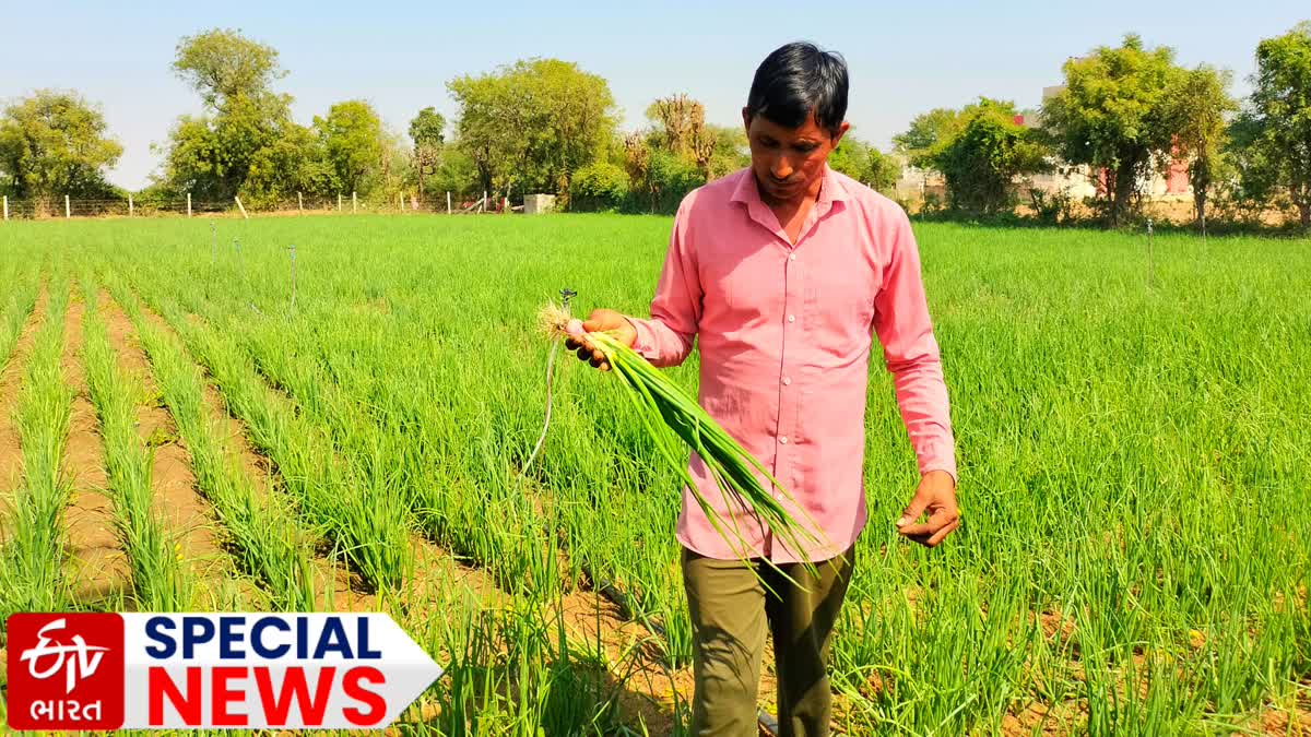 Onion Cultivation