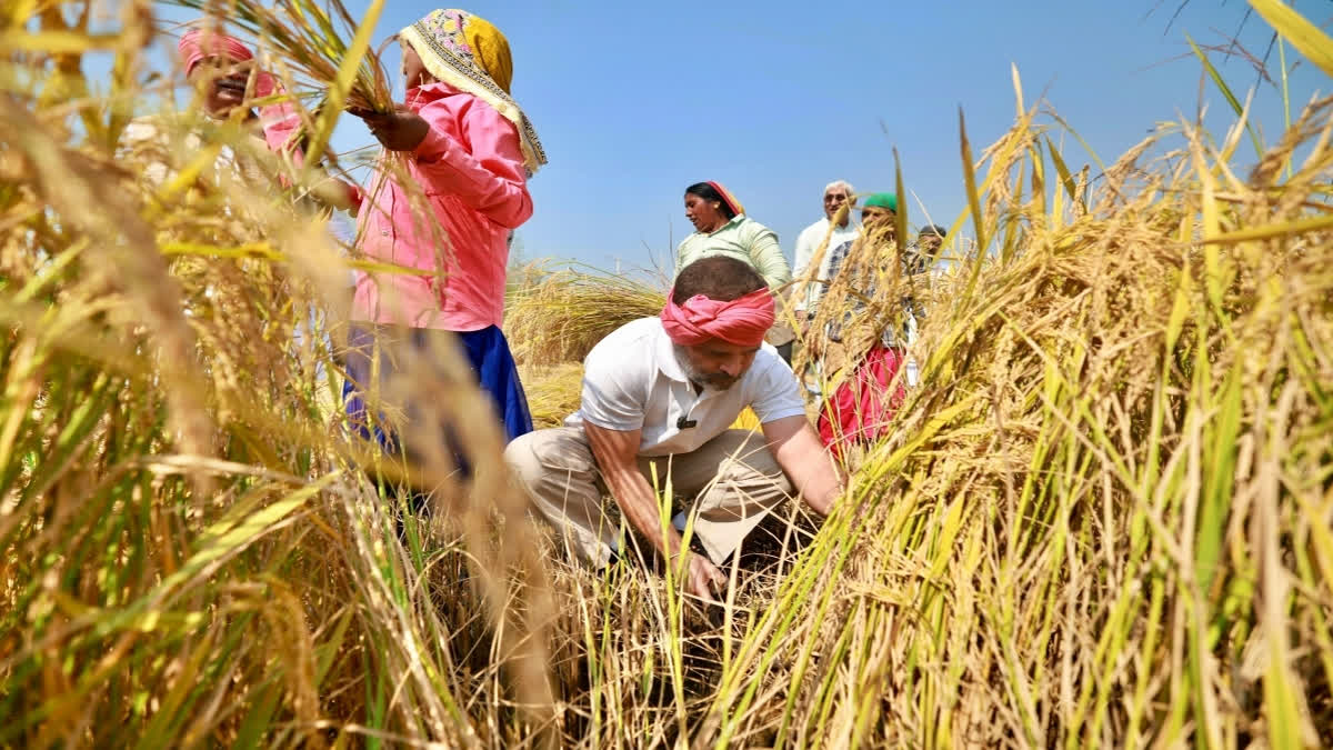 Congress leader Rahul Gandhi interacted with some of the farmers in Chhattisgarh on Sunday and even harvested crops with them.