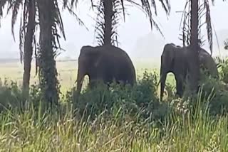 elephant terror in sundargarh