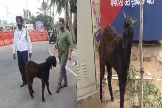 Traffic police of Ludhiana confused about a goat reed the full news