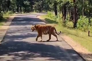 Jugnu lioness seen in Pench National Park