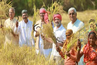 RAHUL GANDHI FARMER AVATAR IN CG RAHUL GANDHI HARVEST PADDY IN RAIPUR WITH FARMERS IN CHHATTISGARH ELECTION 2023