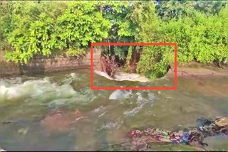 Chalivagu Project Water Canal Issue
