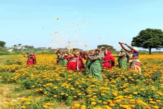 trust of traditional Kharif crop broken