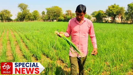 Onion Cultivation