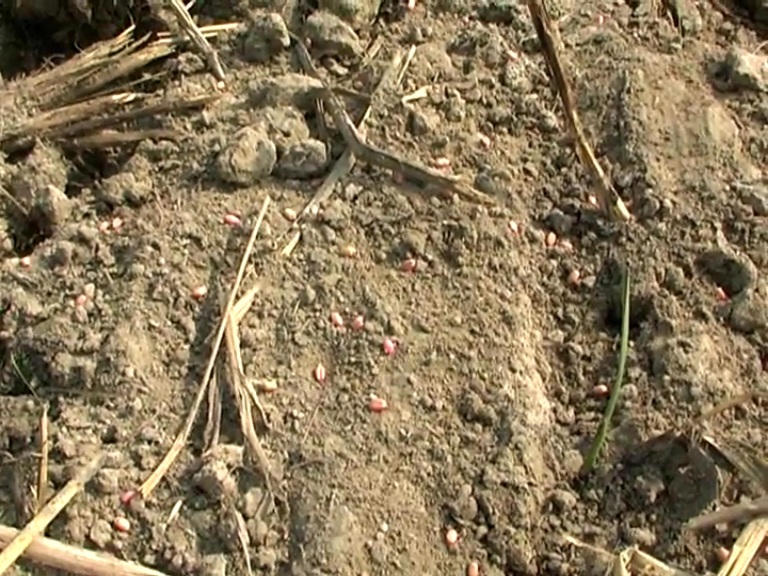 Wheat Farming In Haryana