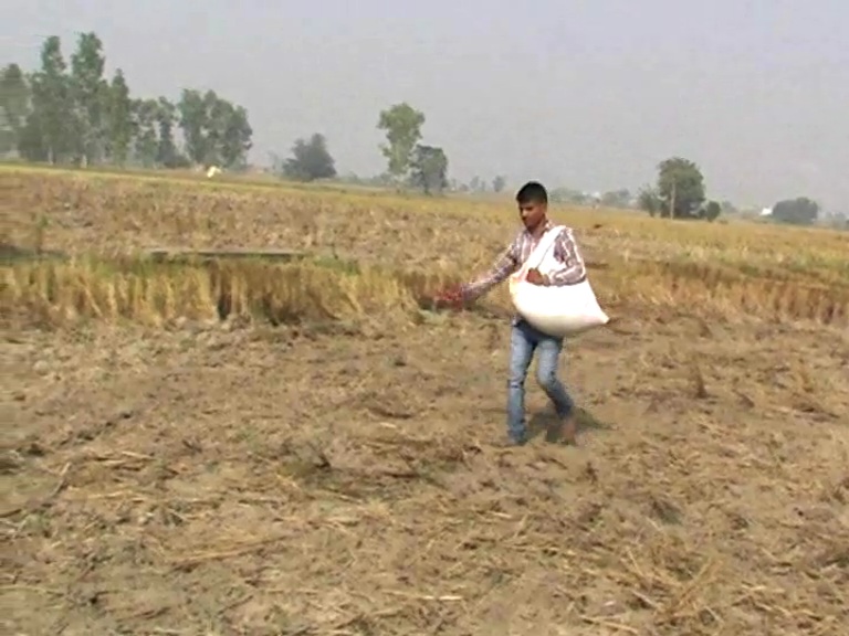 Wheat Farming In Haryana