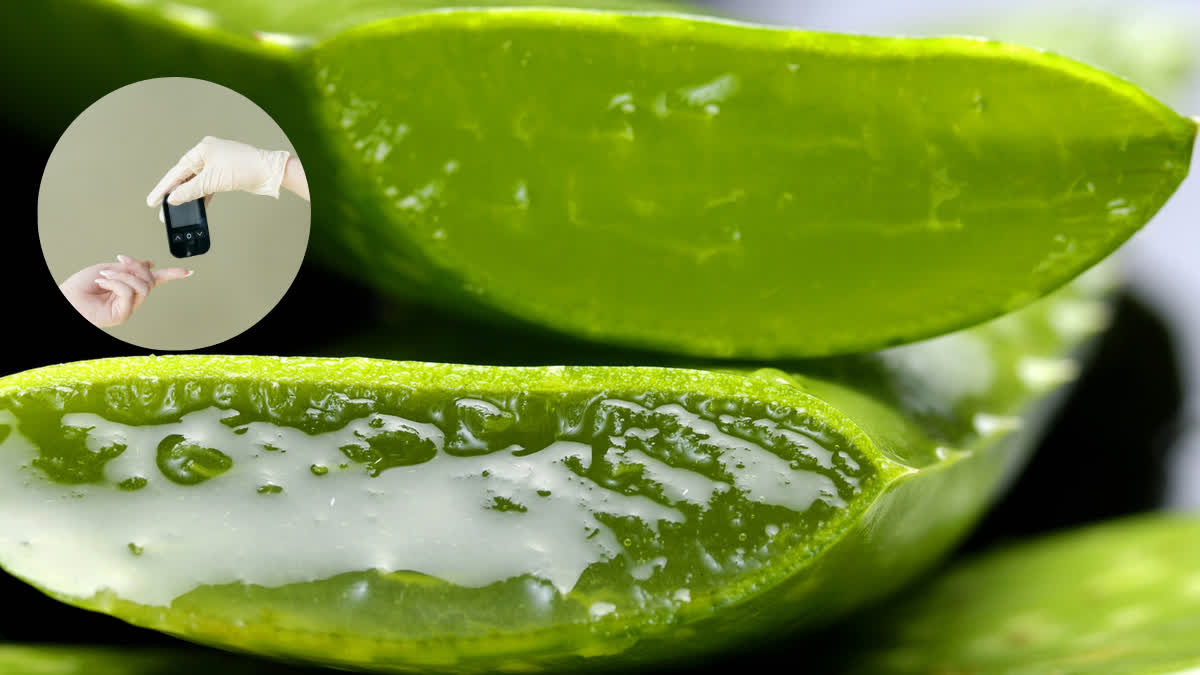 Can consuming aloe vera control blood sugar levels?