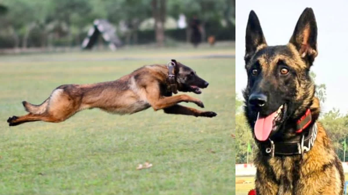 ARMY DOG PHANTAOM  INDIAN ARMY  AKHNOOR ATTACK  സൈനിക നായ ഫാന്‍റം