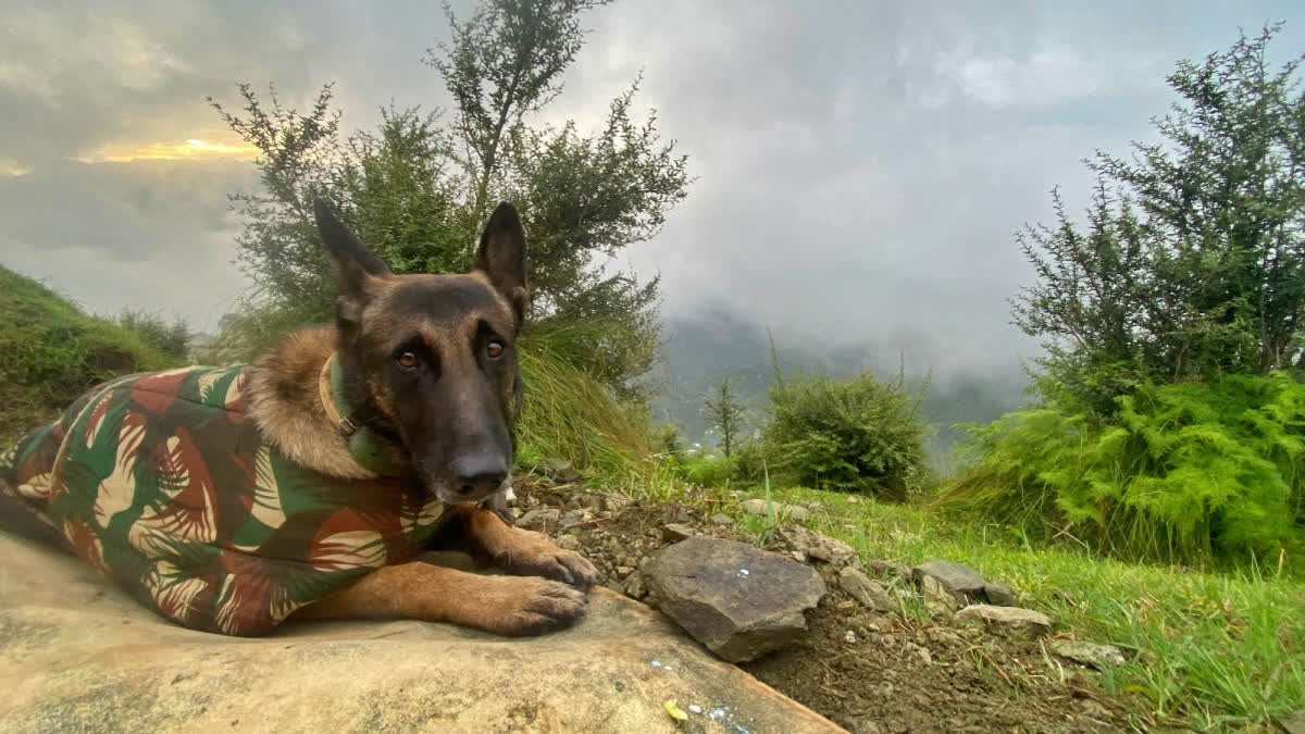 Army Dog Phantom Killed In Action During Anti-Terror Operation In Jammu