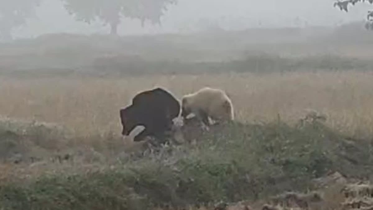 bear family came near village