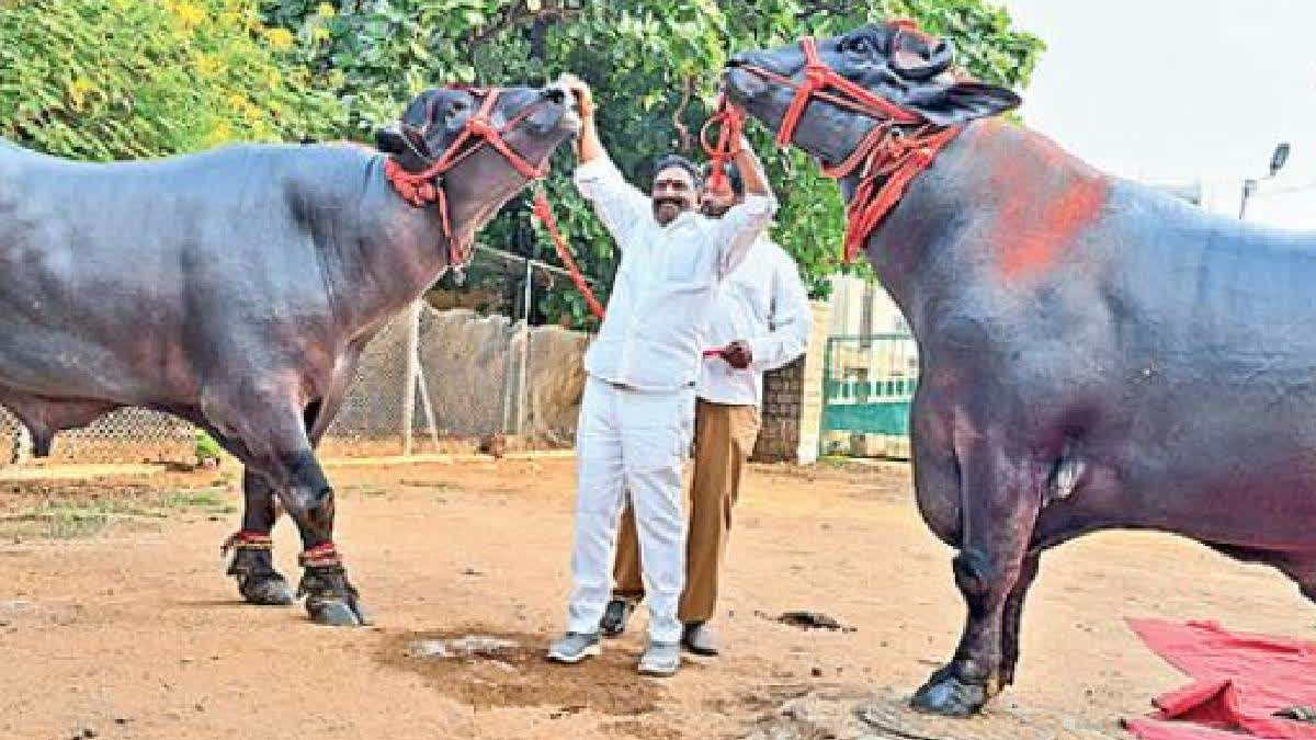 'Golu 2', Showstopper At Hyderabad Sadar Festival, A Carnival Of Bulls