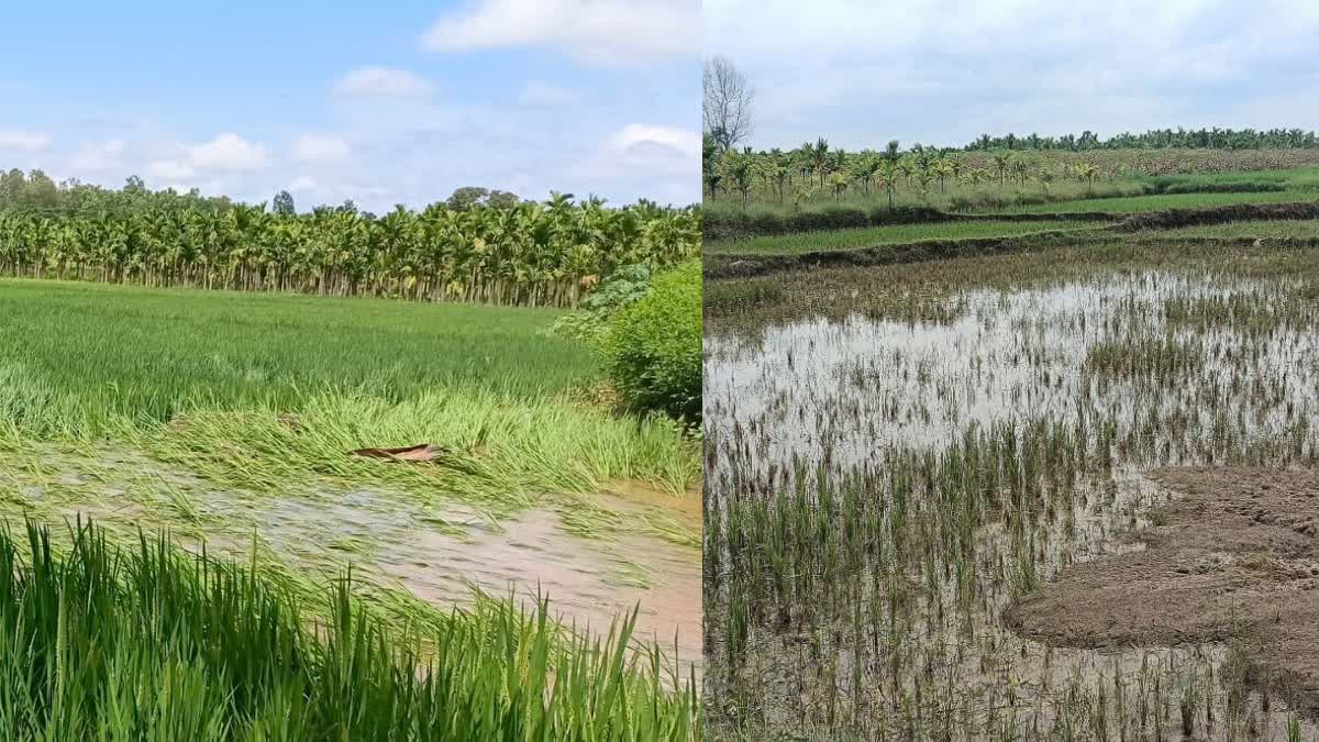 ಭತ್ತದ ಬೆಳೆ ಹಾನಿ